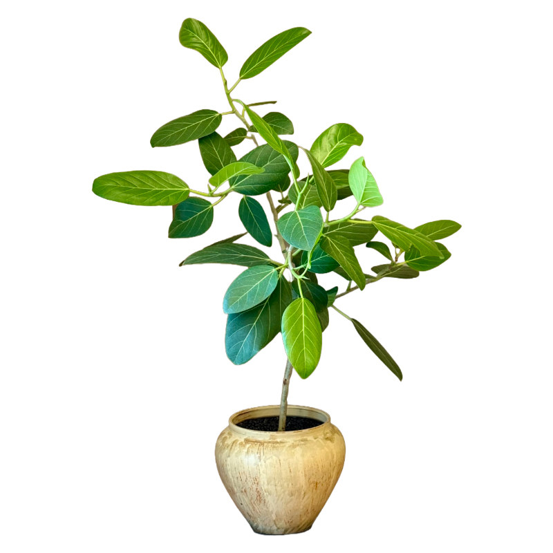 孟加拉榕树高山富贵榕树造型盆栽网红高档绿植客厅室内四季常青