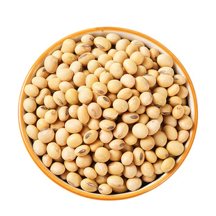 椭圆黄豆农家自种新货煲汤打豆浆专用老品种黄豆商用批发黄润饱满