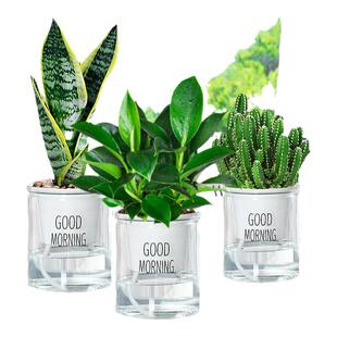 绿植幼儿园小盆栽水培耐寒好养活四季种植绿箩植物室内花卉办公室