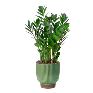 金钱树盆栽客厅大棵摆件圆叶招财旺宅绿植花卉室内水培植物发财树