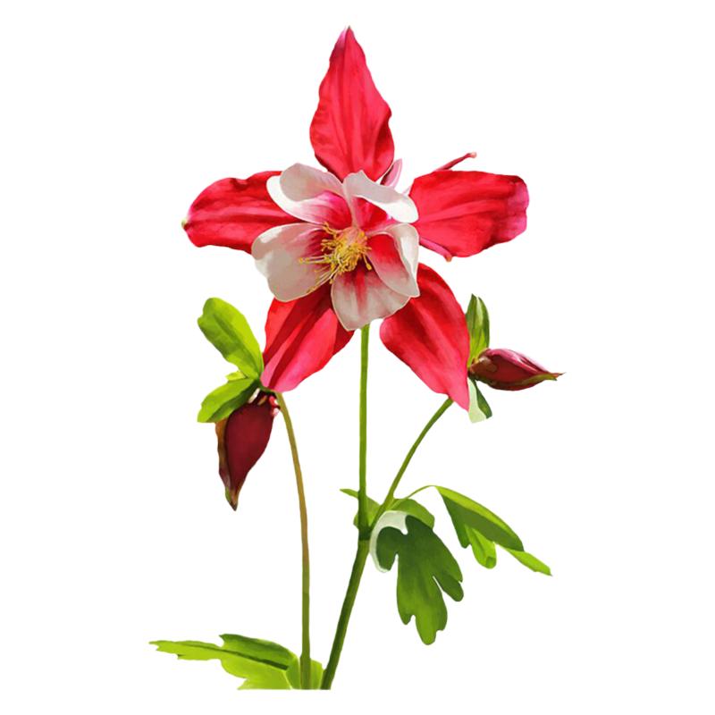 耧斗菜庭院室内阳台猫爪花种子