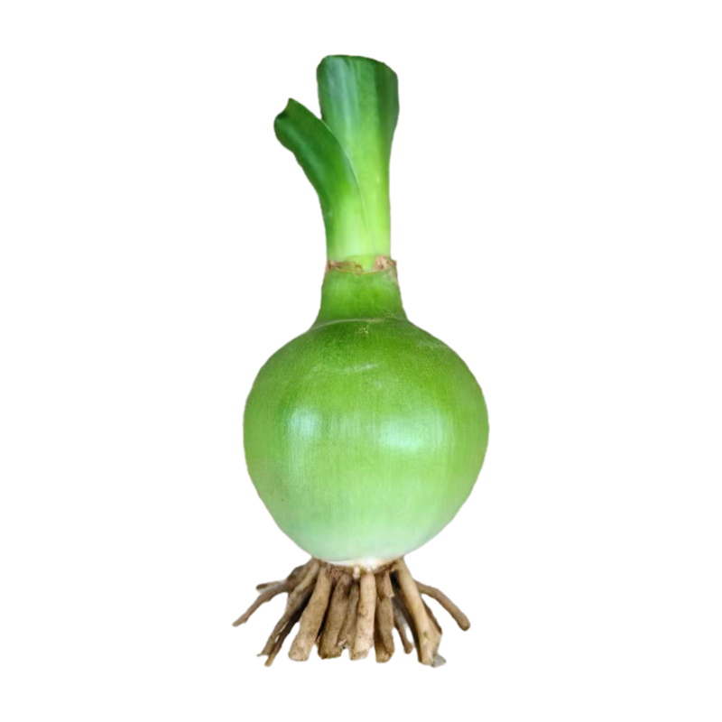 虎眼万年青种球盆栽叶子食用植物