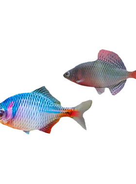 七彩鳑鲏高体/肯氏/越南鳑鲏鱼