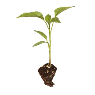 樟树港椒种苗泡椒线椒牛角椒杭椒蔬菜甜椒美人七彩朝天辣椒幼秧苗