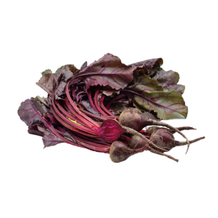 荷兰红叶士兵甜菜种子芽苗菜全生红叶用甜菜种籽蔬菜四季特菜种孑