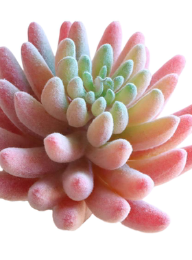 仿真多肉植物仙人掌组合盆栽