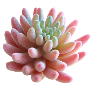 仿真多肉植物ins人造假花微景观造景绿植墙室内家居装饰品小摆件