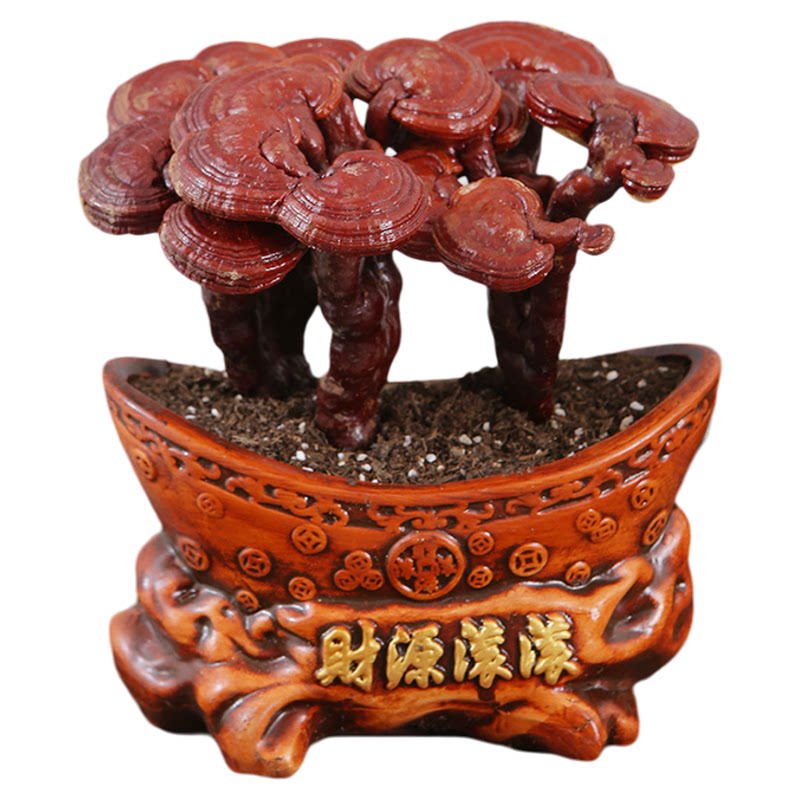 灵芝盆栽植物摆件真灵芝树办公桌面林芝礼品中式招财盆景干花