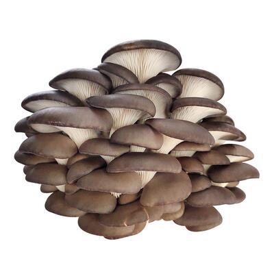 原种二级蘑菇栽培食用家庭diy