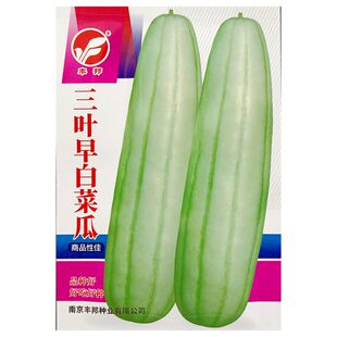 三叶早白菜瓜种子白皮青瓜角瓜种子生瓜生食炒食腌渍酱菜3克150粒