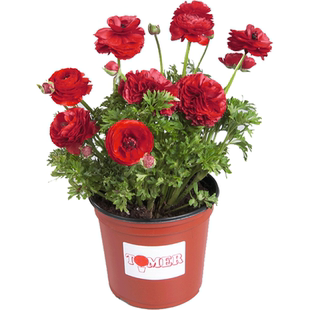 25年现货花谷进口花毛茛种球洋牡丹球根种子阳台宿根花卉绿园花开