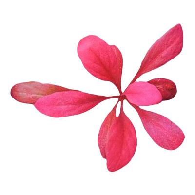 极乐鸟水草植物鱼缸造景红色真草