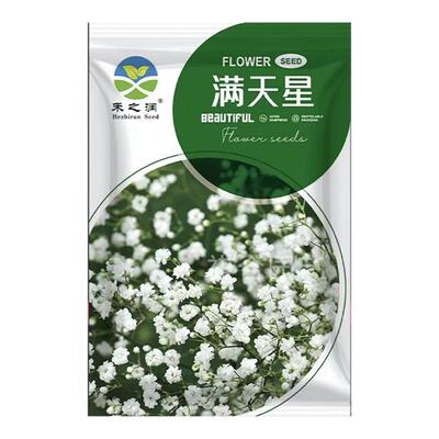 四季播开花不断草籽易活盆栽植物