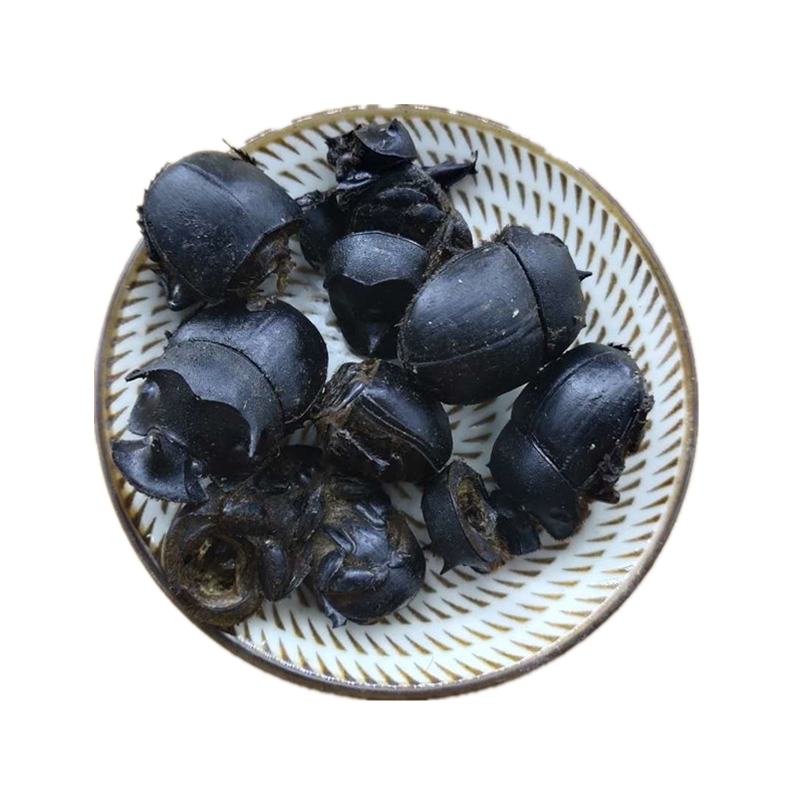 屎壳郎大将军中药材蜣螂虫推粪虫