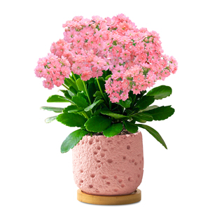 高端长寿花盆栽重瓣特大花花苗带花苞一年四季都开的花卉大全绿植