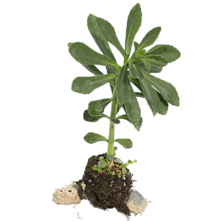 养心菜种子种籽孑苗救心菜四季菜苗高钙根苗菜籽盆栽苗子秧仔菜种