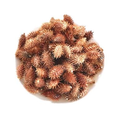 新货无添加带刺喷嚏包邮苍耳子