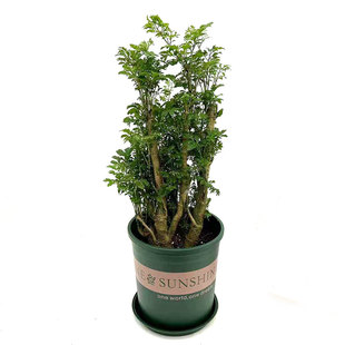 羽叶福禄桐盆栽细叶钱多多室内客厅阳台四季常花卉青观叶花卉植物