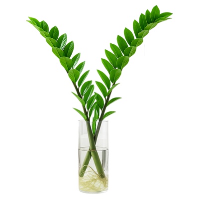 金钱树水培植物发财树客厅大盆栽