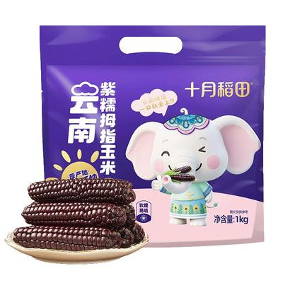 十月稻田云南紫糯拇指玉米