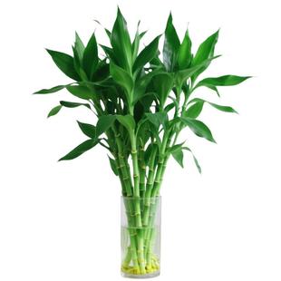 水培植物富贵竹粗杆带根水养绿植客厅招财观音竹带根转运竹子盆栽