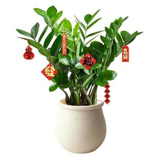 金钱树盆栽办公室客厅发财树大盆室内绿植招财钱串子植物乔迁开业