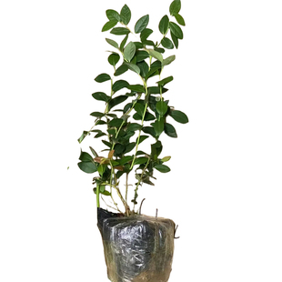 L25蓝莓树果苗盆栽嫁接大果蓝莓苗南北方庭院种植蓝莓树当年结果