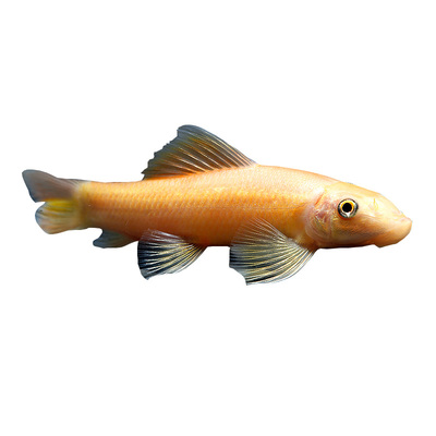 金苔鼠清道夫除藻清洁鱼缸