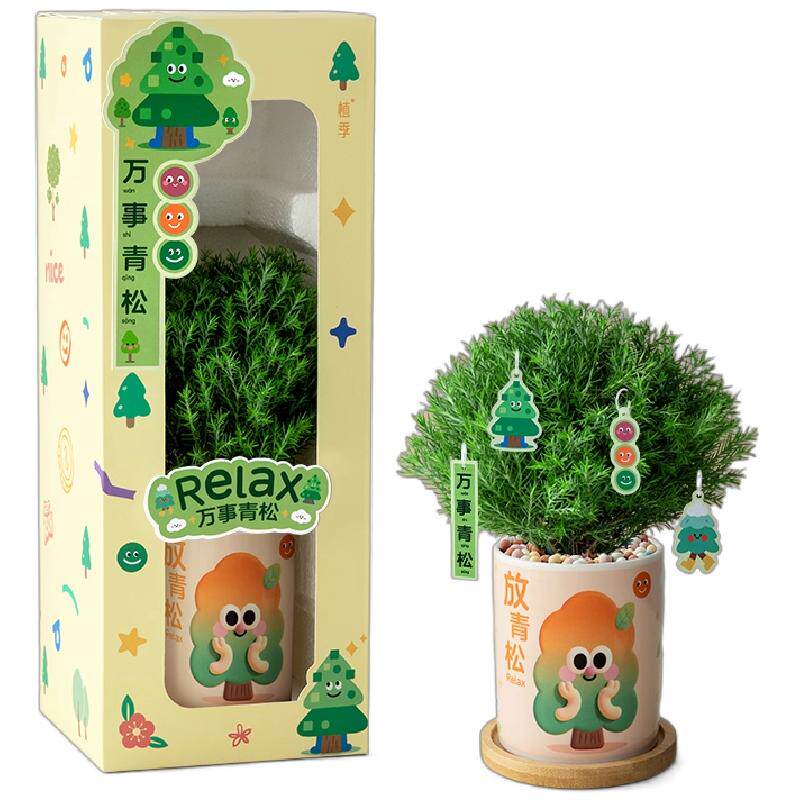 植季放青松雾凇盆栽生日礼物送礼