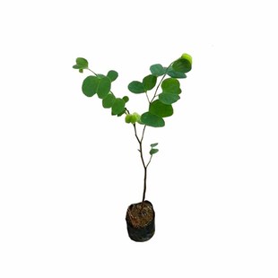 宫粉紫荆树苗洋紫荆多花满树开花羊蹄甲苗庭院观花风景树白花品种