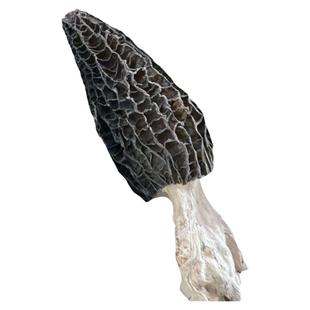 羊肚菌干货野生500克一斤羊肚菇干货非特级云南羊肚茵蘑菇特价