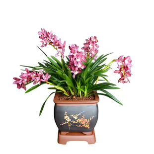 带花苞大花蕙兰蜜蜂兰 兰花樱花神童冠建兰墨兰阳台绿植花卉盆栽