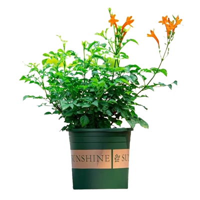 耐寒易种爬藤植物庭院凌霄花苗