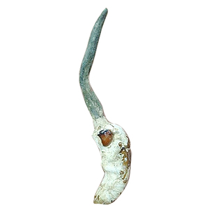 2025新货大别山野生金蝉花 知了花九连山蝉花替代冬虫夏草花500克