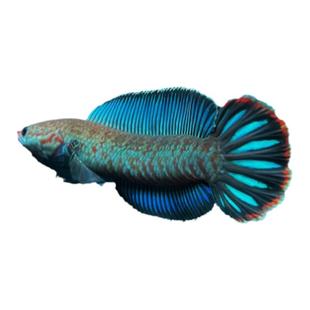 进口野阿萨姆蓝帆奶茶雷龙鱼巧克力七彩火背黄金眼镜雷龙鱼观赏鱼