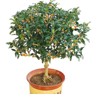 桂花树苗四季桂花卉盆栽室内客厅八月桂花苗金桂开花浓香丹桂庭院