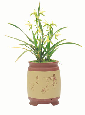 建兰夏季带花苞一品梅绿植花卉