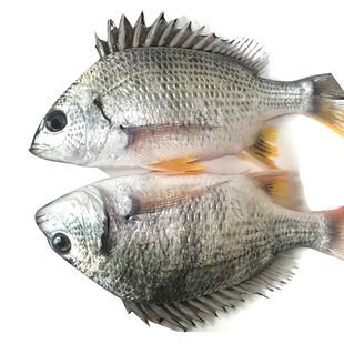 潮汕海钓黄翅黄立鱼鱼新鲜海捕海鲜水产当地海捕黄赤黄鳍鲷黄墙鱼