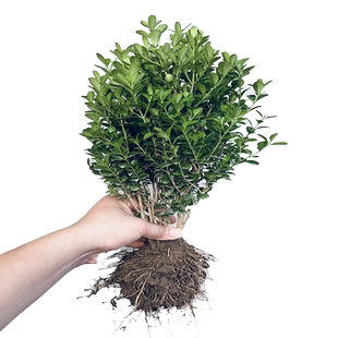 小叶黄杨树苗瓜子黄杨球苗庭院雀舌老桩黄杨树盆景大叶黄杨冬青苗