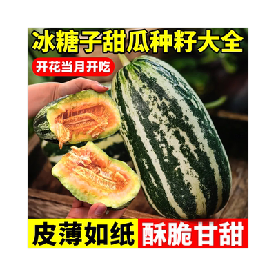 高甜冰糖子甜瓜种子超高发芽率