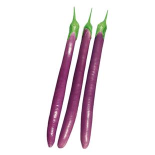 杭茄一号长茄种子苗特大线茄茄子本地四季蔬菜种籽秧苗孑春播茄苗