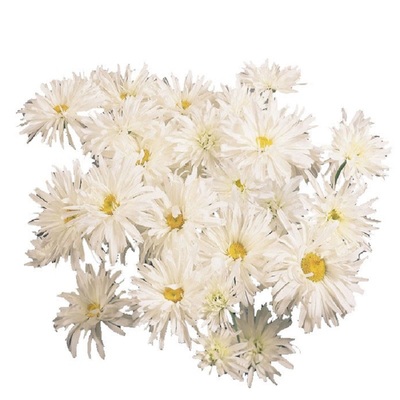 海蒂的花园大滨菊花镜造景野趣