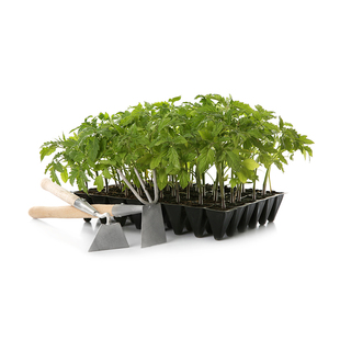 农科院蔬菜苗水果番茄苗辣椒苗甘蓝圆茄黄瓜草莓秧苗壮苗菜种籽孑