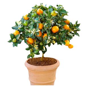 塔莎的花园 桃树果树盆栽百香果黄杏蓝莓树莓醋栗海棠果酸甜可口