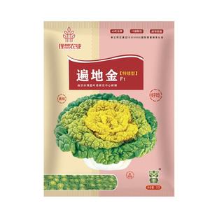 黄心乌塌菜种籽雪里金花青菜卷心菜种孑秋冬耐寒白菜黑菜蔬菜种子