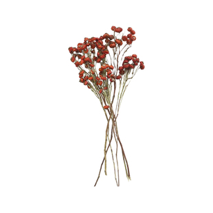 蔷薇果北欧天然干花干果海棠果小红果冬青果插花配果植物装饰花