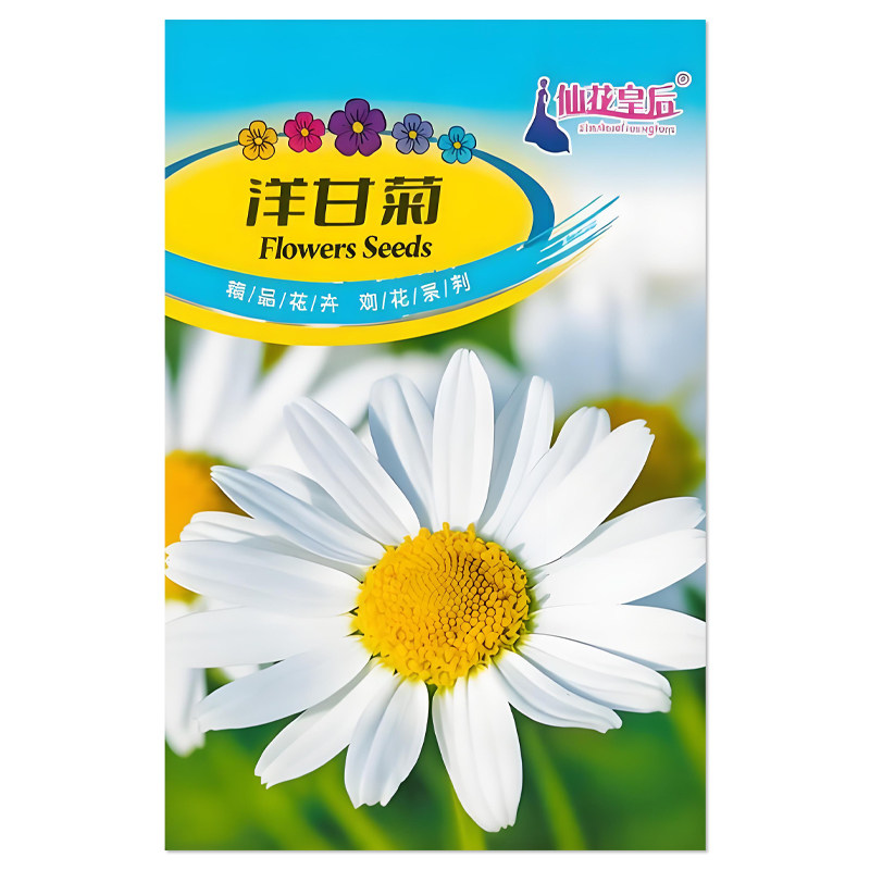 洋甘菊种子阳台盆栽花卉种子