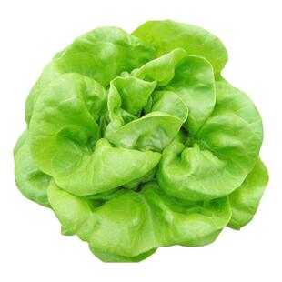 四季种菜籽种籽青菜种子油菜香菜牛皮菜阳台种植蔬菜春种农家自种