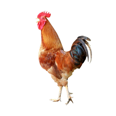 杨博士皖南农家散养土鸡