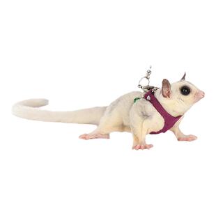 蜜袋鼯牵引绳背带小蜜蜜袋鼬衣服小宠外带外出项圈用品防丢防上树